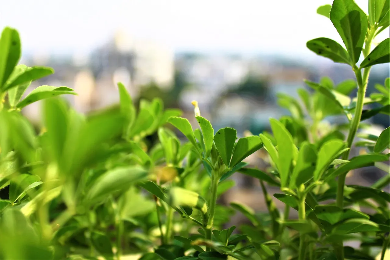 zioła regulujące poziom cukru we krwi